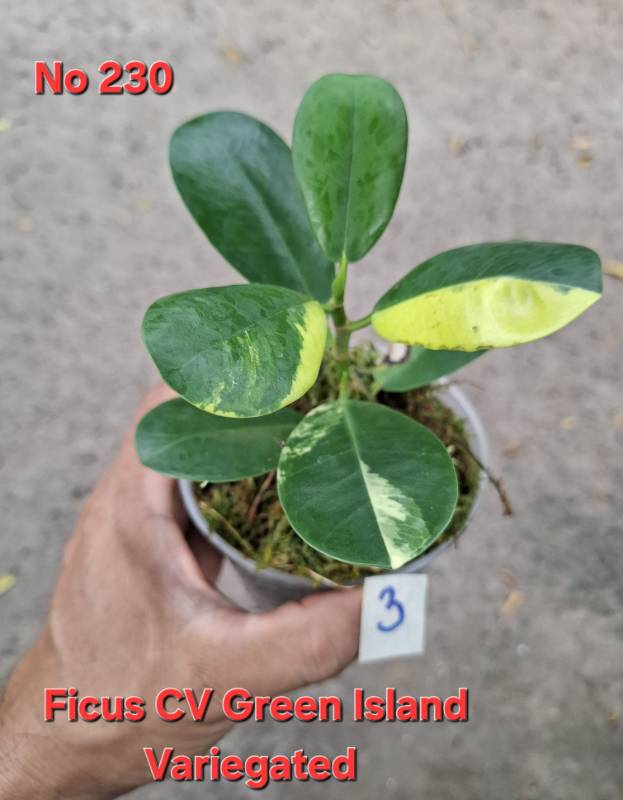 Фикус 230 Ficus cv. Green Island vaiegated