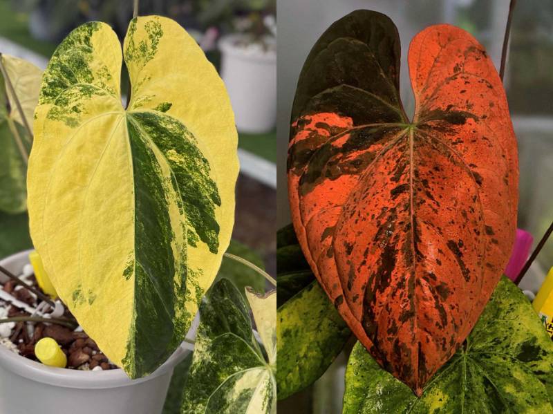 Антуриум G16 Anthurium Papillilaminum var X RVDP var
