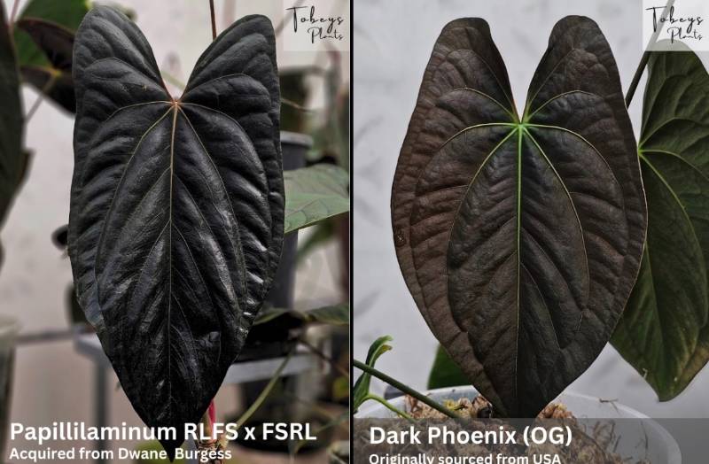 Антуриум 4T26 Anthurium Papillilaminum (RLFS X FSRL) X Dark Phoenix OG