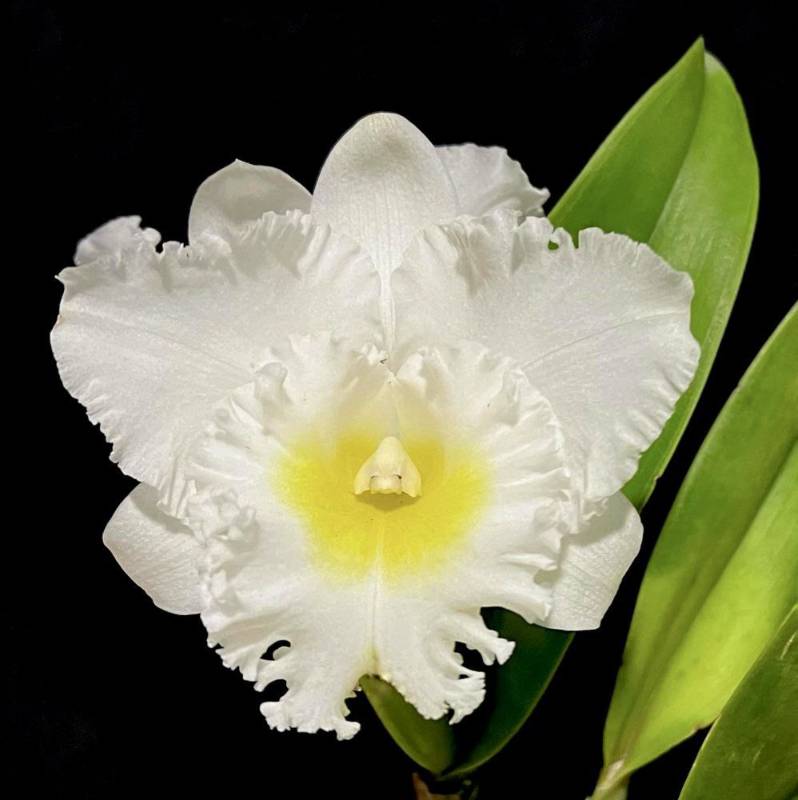 Орхидея FS79 Cattleya Phonnapa