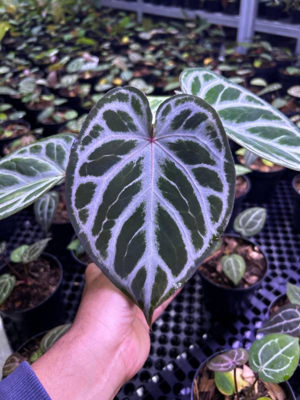 Антуриум §§40 Anthurium (Dorayaki x RC) x Angel Dream