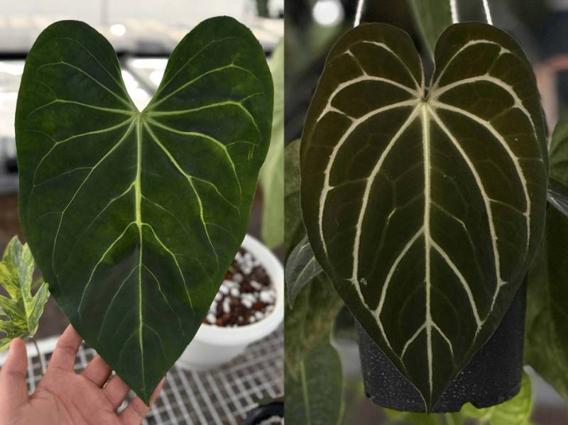 Антуриум 4G42 Anthurium (Magnificum X Carlablackiae)X Carlablackiae GO Round 2
