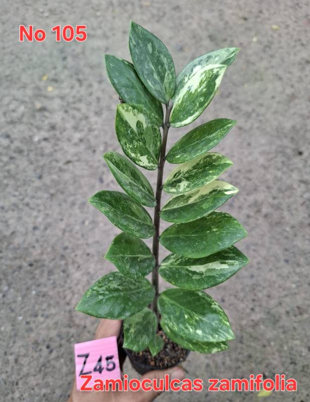 Замиокулькас 105 Zamioculcas zamifolia Z45