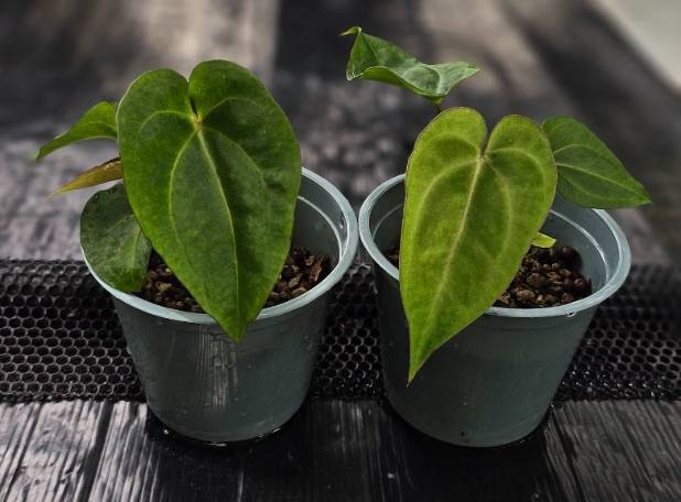 Антуриум TP46 Anthurium (AOS Tezula df X Dressleri RG) X Carlablackiae TS1