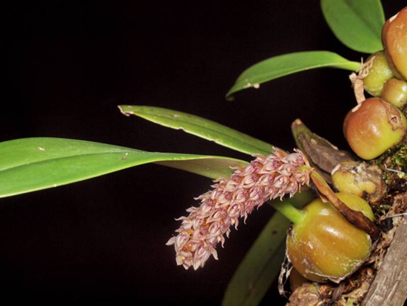 Орхидея FS27 Bulbophyllum lilacinum