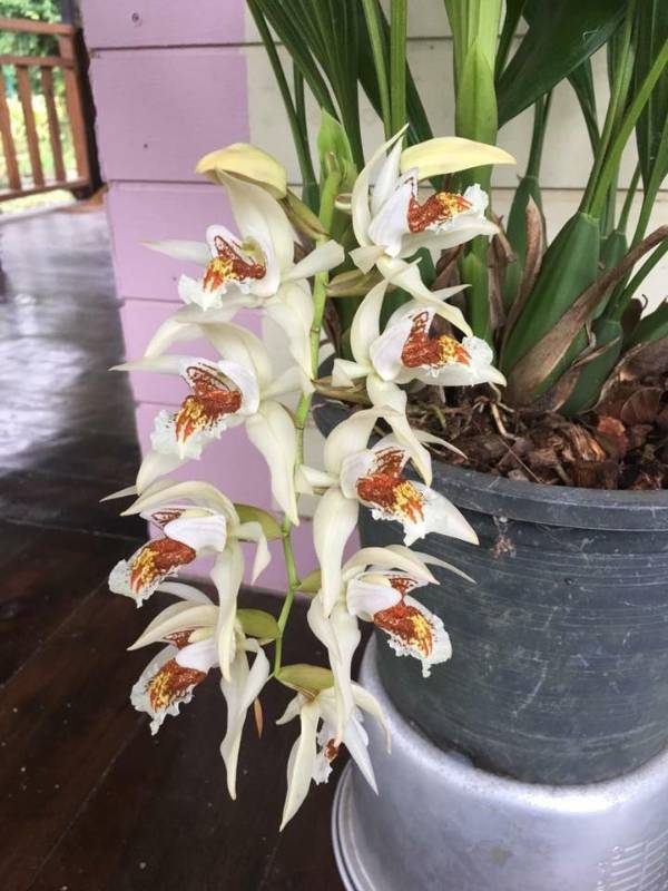 Орхидея FS47 Coelogyne asperata