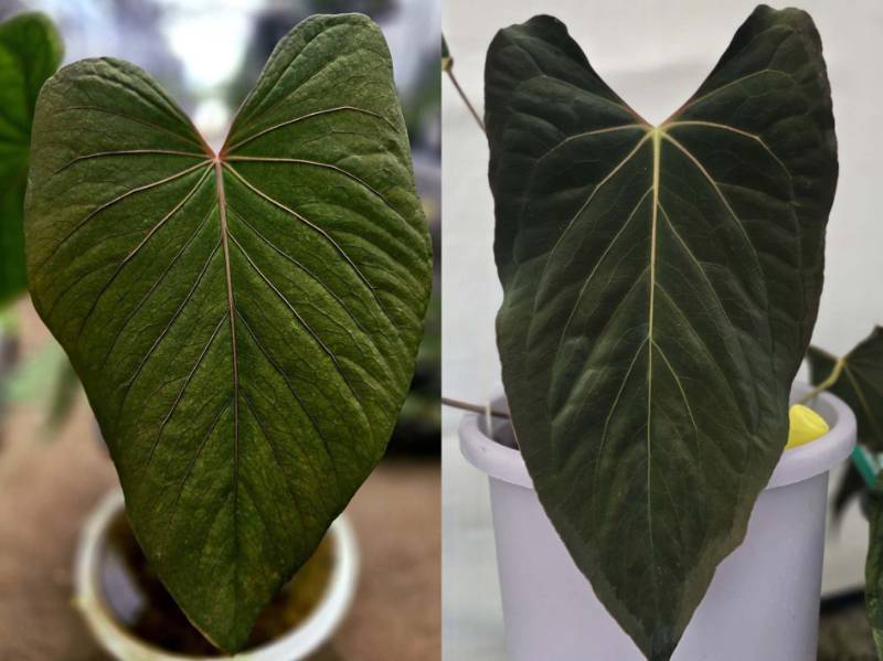 Антуриум 4G20 Anthurium Kunayalense X Ralph Lynam