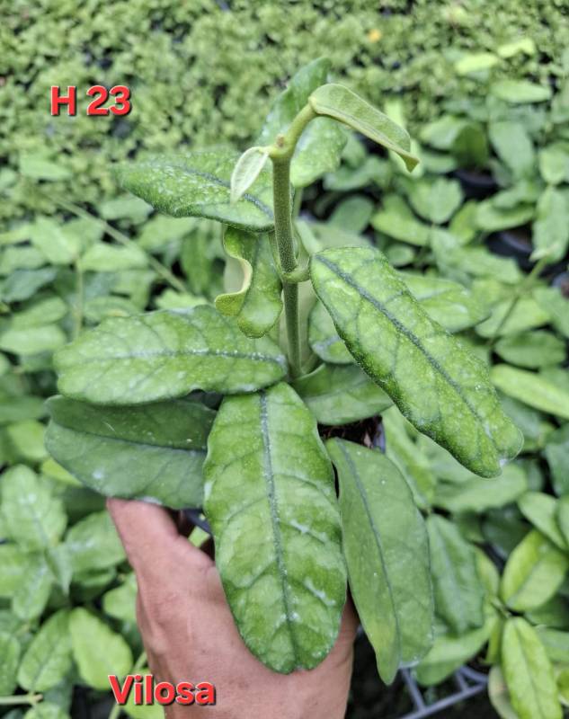 Хойя H23 Hoya vilosa
