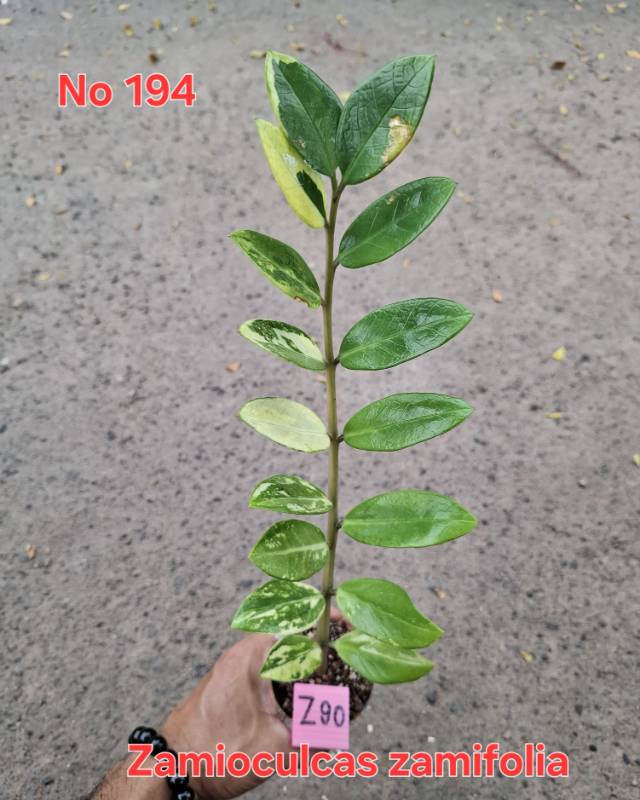Замиокулькас 194 Zamioculcas zamifolia Z90