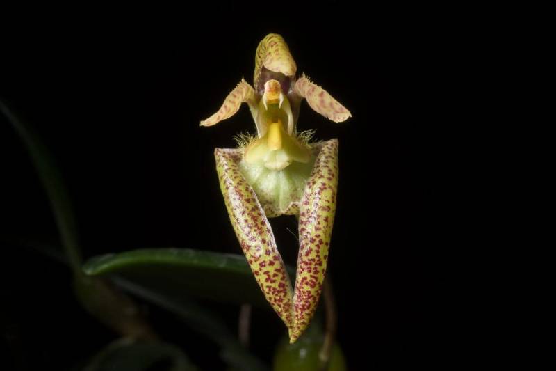 Орхидея FS24 Bulbophyllum lasiochilum var. alba Myanmar