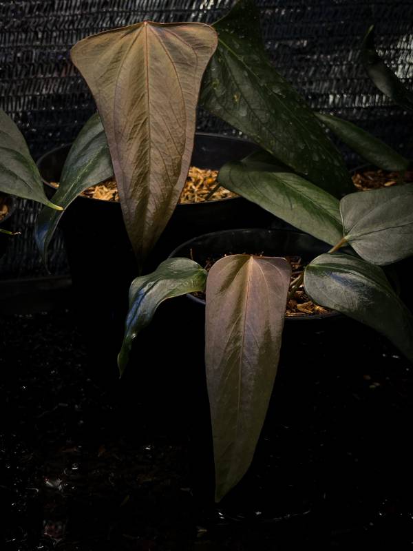 Антуриум §§52 Anthurium Portillae Xdf