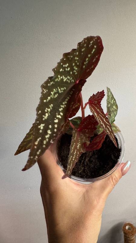Бегония S63 Begonia hybrid