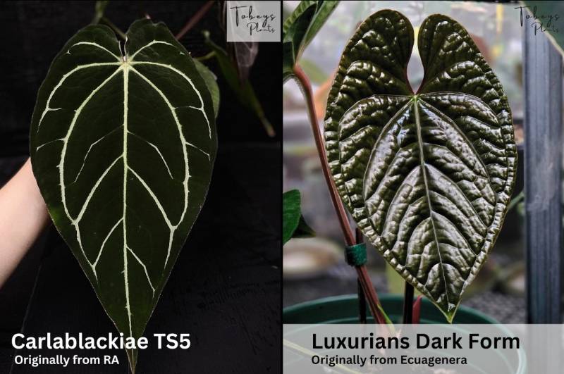 Антуриум TP27 Anthurium Carlablackiae TS5 X Luxurians
