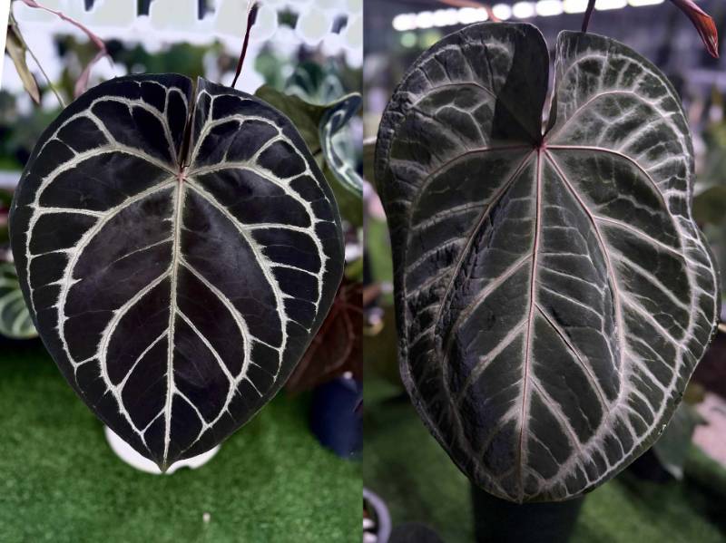 Антуриум 4G27 Anthurium Red Crystallinum NSE X (Crystallinum Select Large 53 X Angela35)