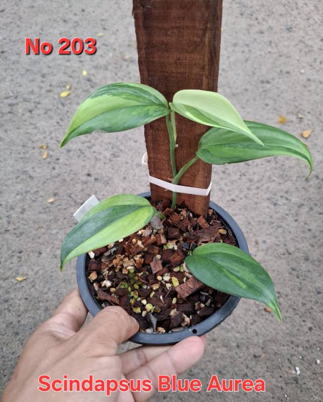Сциндапсус 203 Scindapsus Blue Aurea
