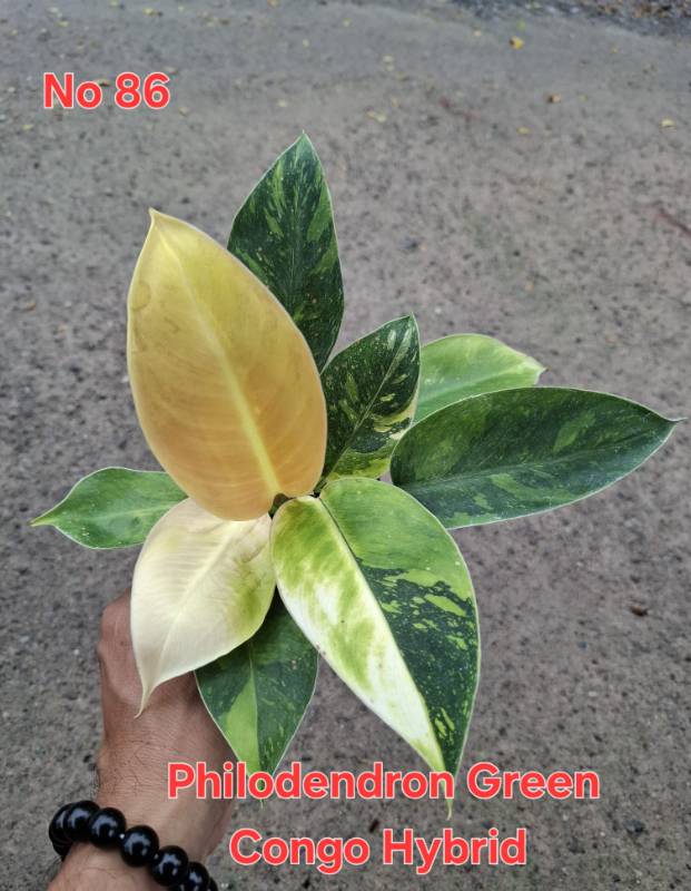 Филодендрон 86 Philodendron Gteen Congo hybrid