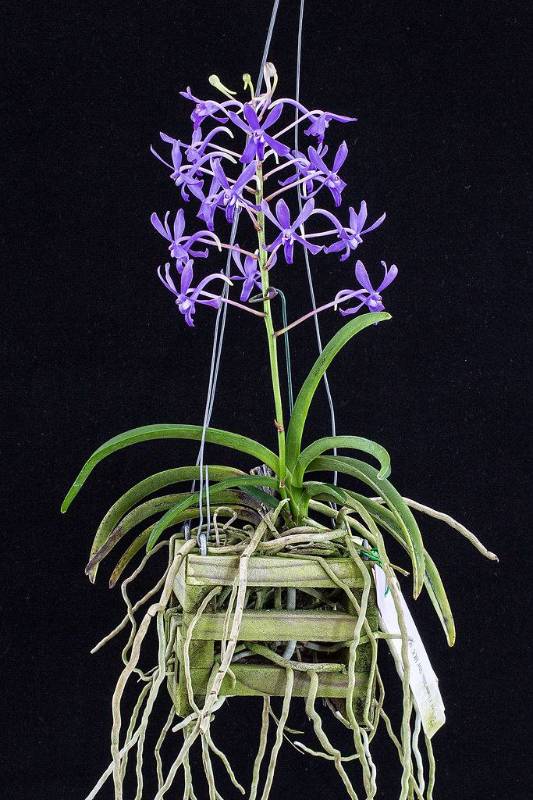 Орхидея FS122 Vanda Charm Blue Star