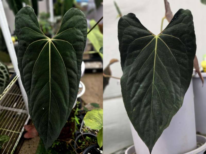 Антуриум 4G31 Anthurium Ralph Lynam JV X Ralph Lynam Dwane