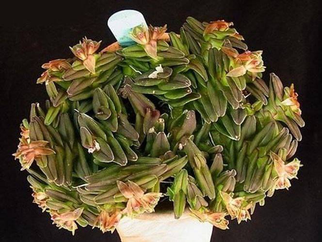Орхидея FS93 Epidendrum schlechterianum