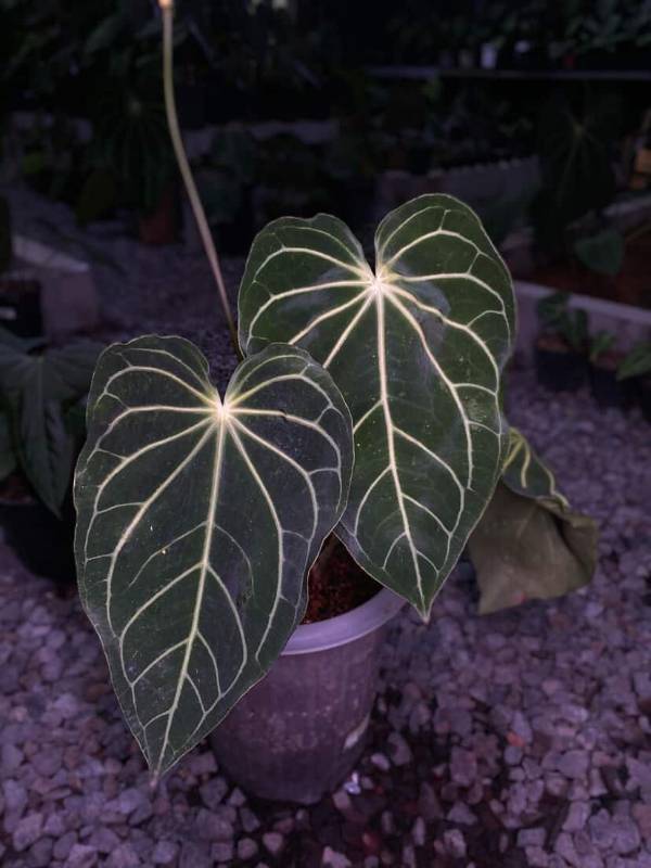 Антуриум §§19 Anthurium Jackie (Stripey Magnificum)