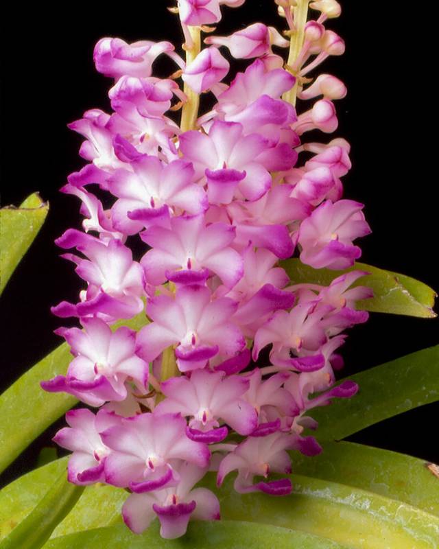 Орхидея O06 Rhynchostylis coelestis pink