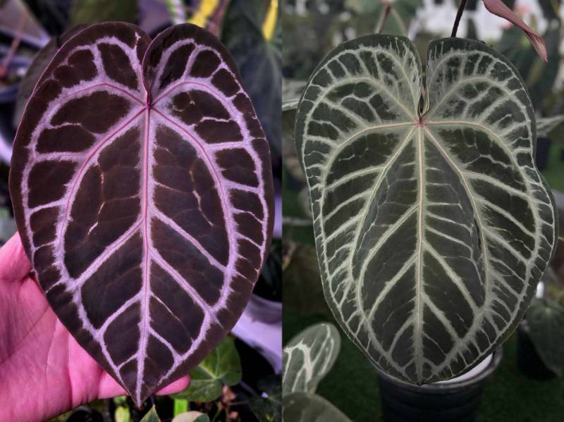 Антуриум G14 Anthurium NSE Red Crystallinum (Michael clone) X (Crystallinum Select Lage 53 X Angela 35)