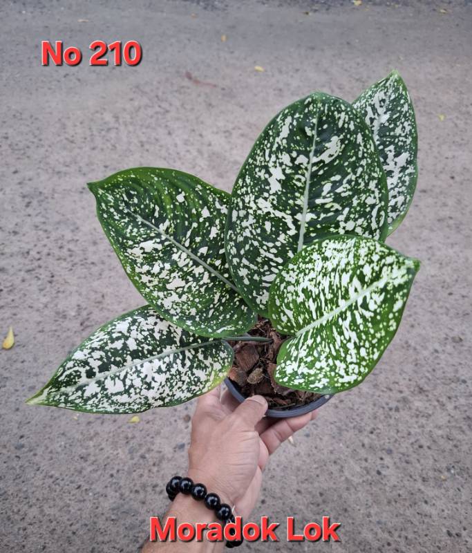 Аглаонема 210 Aglaonema Moradok Lok