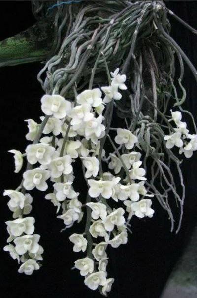 Орхидея FS40 Chiloschista viridiflava White Border