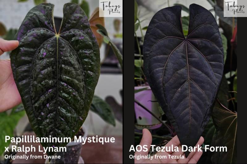 Антуриум 4T36 Anthurium Papillilaminum (Mystique X RL) X AOS Tezula df
