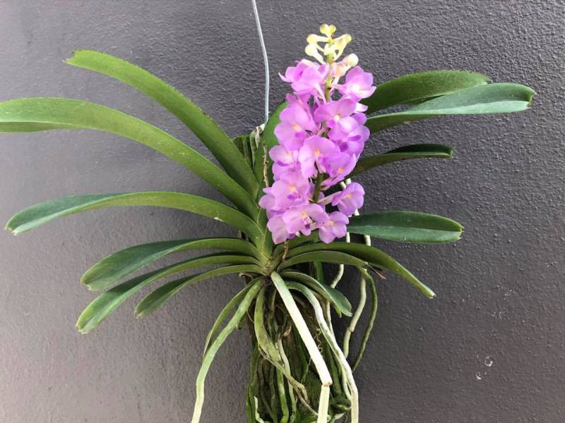 Орхидея O01 Rhynchocentrum Lilac Blossom