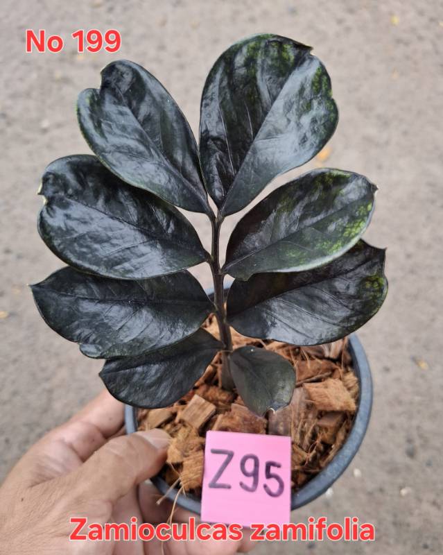 Замиокулькас 199 Zamioculcas zamifolia Z95