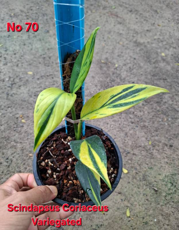 Cциндапсус 70 Scindapsus coriaceus variegated