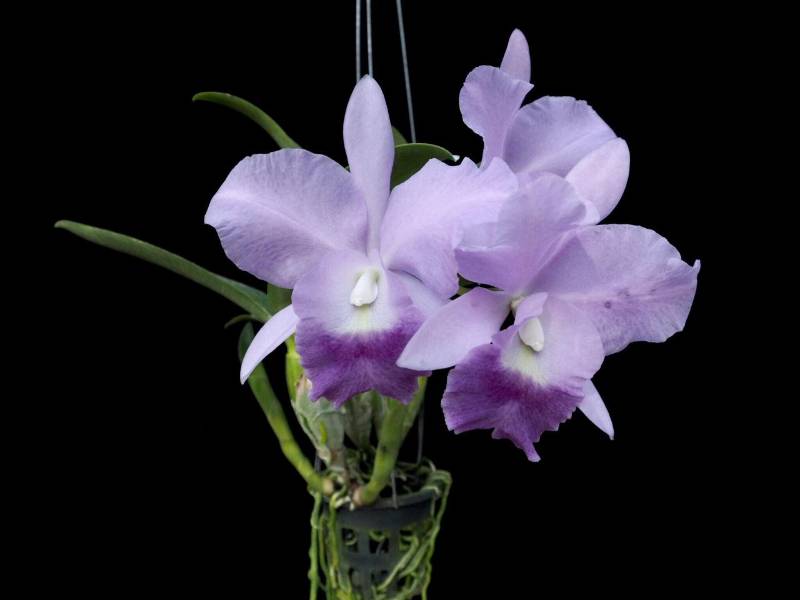 Орхидея FS64 Cattleya Fitz Eugene Dixon