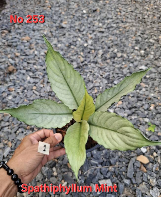 Спатифиллум 253 Spathiphyllum Mint