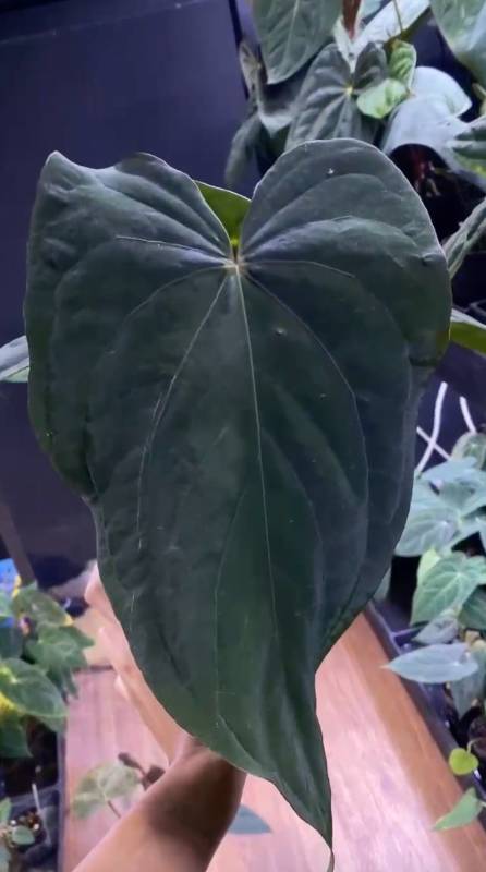 Антуриум §§81 Anthurium Metallic Cyclone