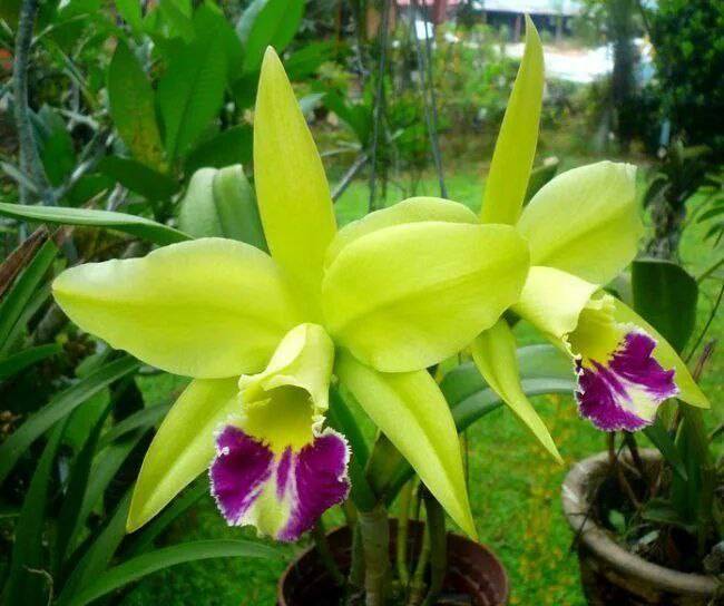 Орхидея FS66 Cattleya Green Wit