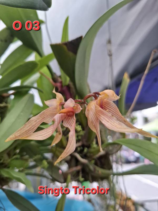 Орхидея O03 Bulbophyllum tricolor