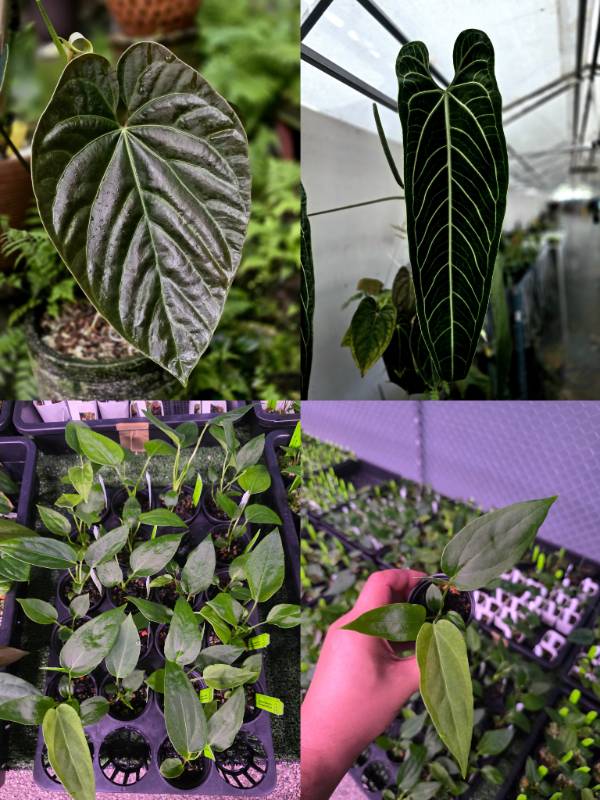 Антуриум 4G81 Anthurium Andrean Moon X Warocqueanum Dark Form