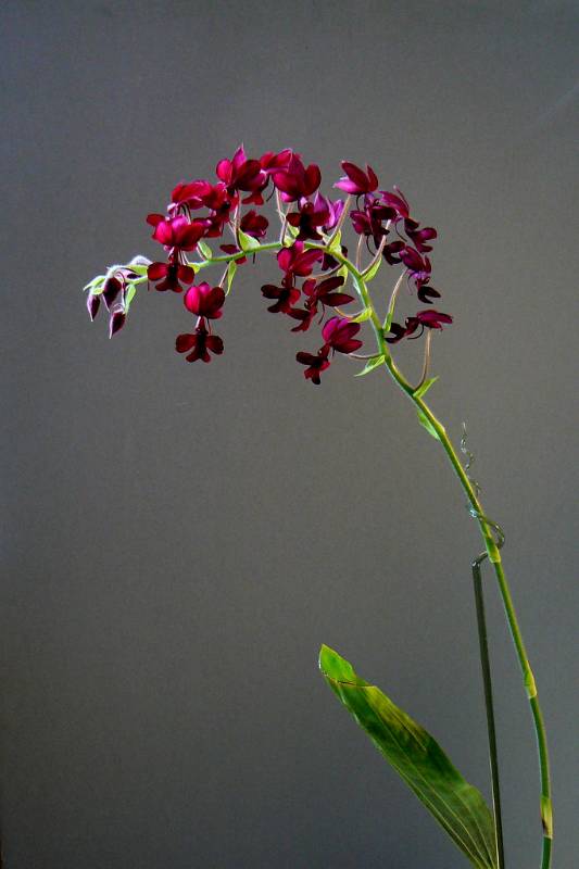 Орхидея FS38 Calanthe rubens