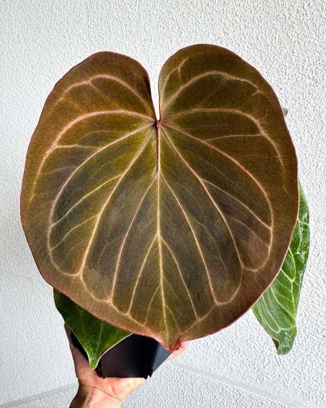 Антуриум AA05 Anthurium KOS HU