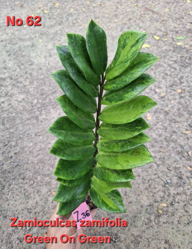 Замиокулькас 62 Zamioculcas Green on Green Z36