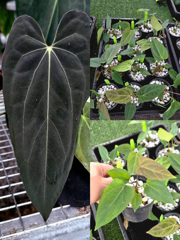 Антуриум 4G67 Anthurium Papillilaminum Blue X Self