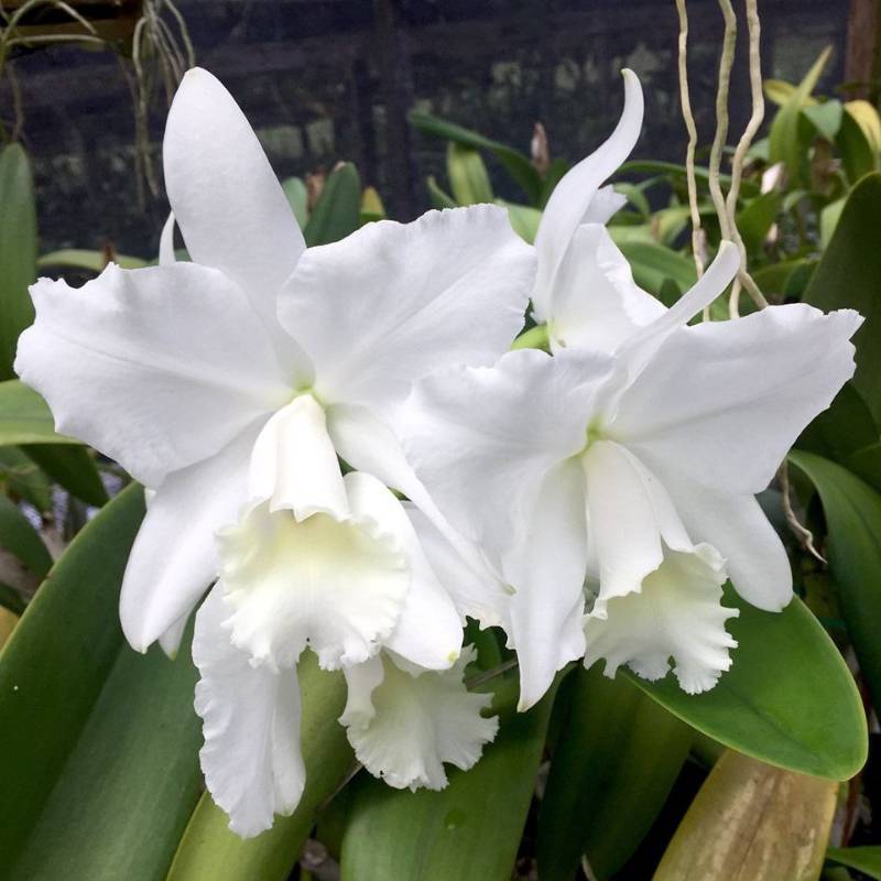 Орхидея FS67 Cattleya Hawaiian Wedding Song