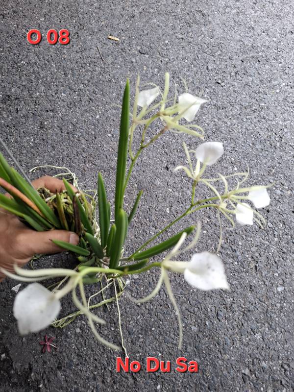 Орхидея O08 Brassavola nodosa
