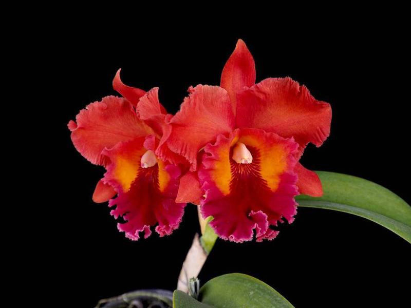 Орхидея FS76 Cattleya Nakornchaisri Red