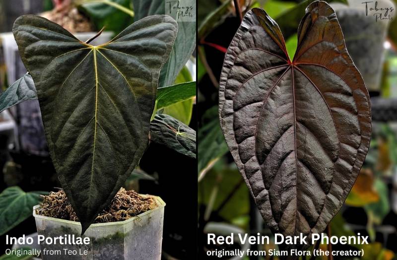 Антуриум 4T25 Anthurium Indo Portillae X RVDP