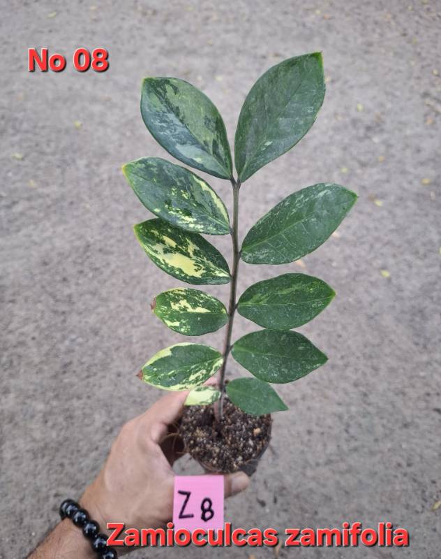 Замиокулькас 08 Zamioculcas zamifolia Z8