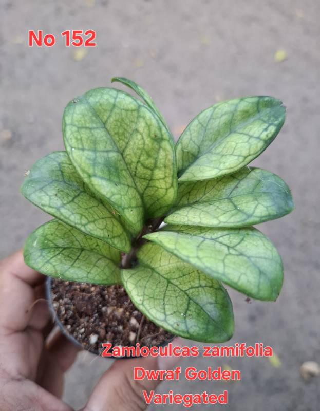 Замиокулькас 152 Zamioculcas Golden Dwarf