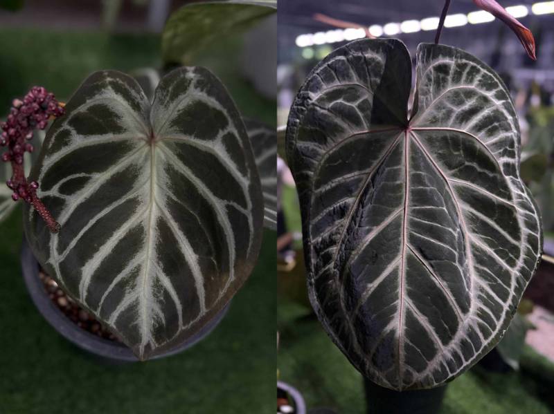 Антуриум 4G50 Anthurium Red Siver Hope X (Crystallinum Select Large 53 X Angela35)