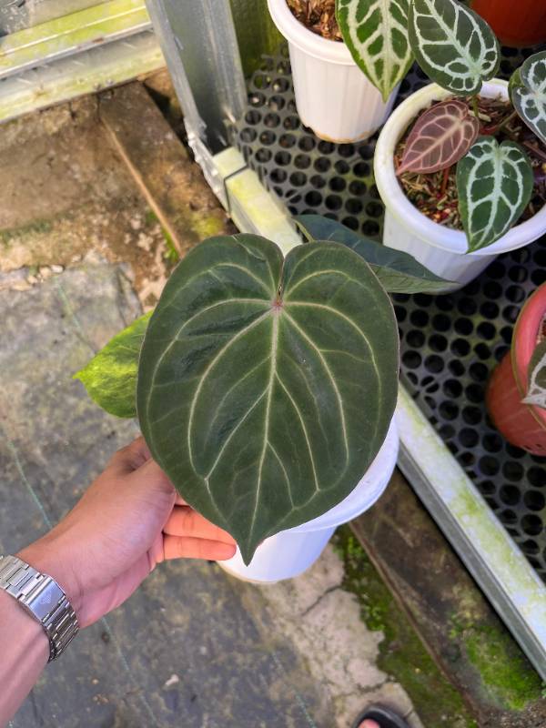 Антуриум §§37 Anthurium KOS Red Veins